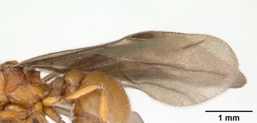 Tatuidris tatusia specimen CASENT0178881 image casent0178881_4