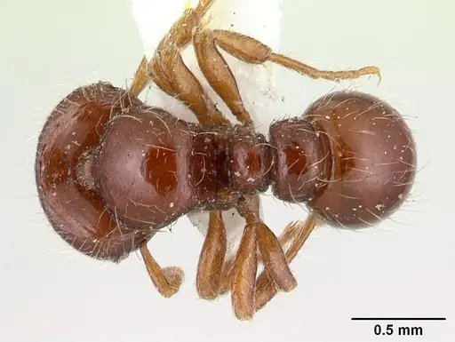 Tatuidris tatusia specimen CASENT0178882 image casent0178882_1