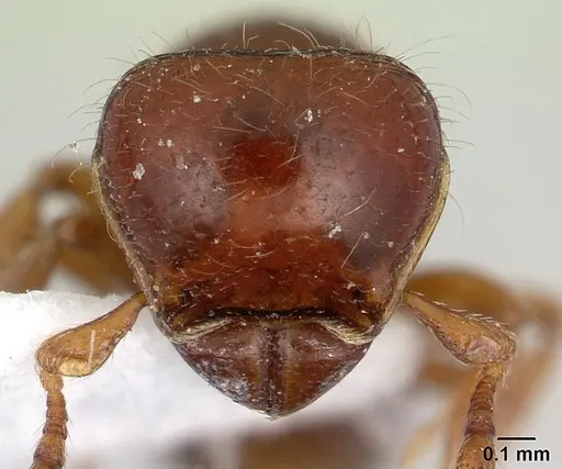 Tatuidris tatusia specimen CASENT0178882 image casent0178882_2