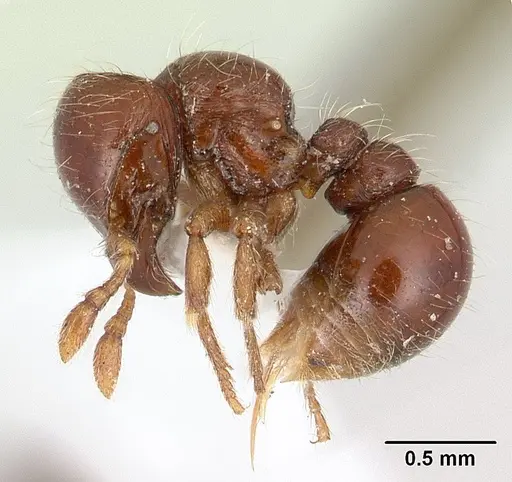 Tatuidris tatusia specimen CASENT0178882 image casent0178882_3