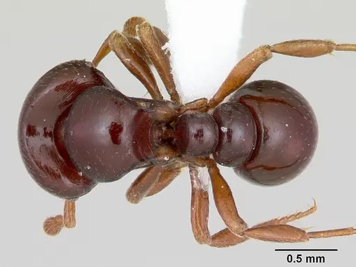 Tatuidris tatusia specimen CASENT0423526 image casent0423526_1
