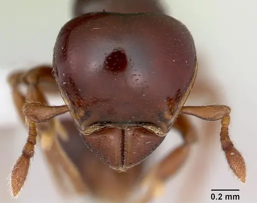 Tatuidris tatusia specimen CASENT0423526 image casent0423526_2