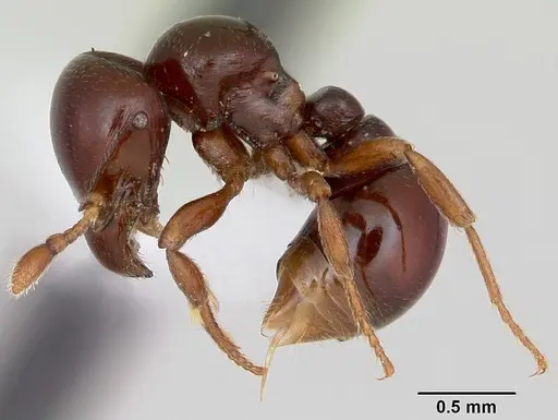 Tatuidris tatusia specimen CASENT0423526 image casent0423526_3