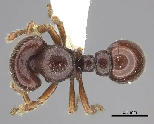 Tatuidris tatusia specimen CASENT0615399 image casent0615399_1