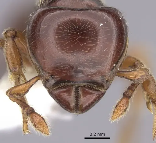 Tatuidris tatusia specimen CASENT0615399 image casent0615399_2