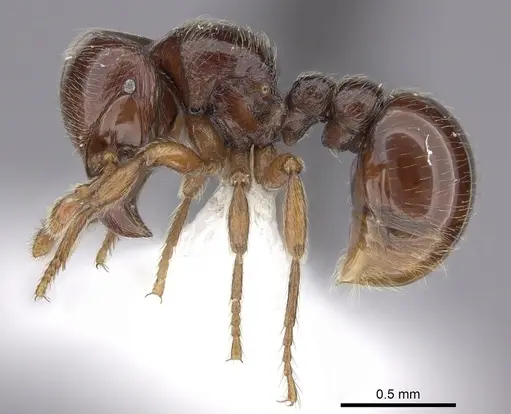 Tatuidris tatusia specimen CASENT0615399 image casent0615399_3