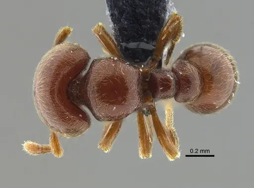 Tatuidris tatusia specimen CBUMAGENT41667 image cbumagent41667_1