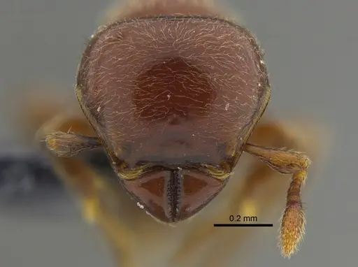 Tatuidris tatusia specimen CBUMAGENT41667 image cbumagent41667_2