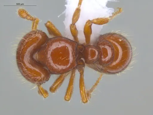 Tatuidris tatusia specimen ECOFOG-GAL18-0104-15 image ecofog-gal18-0104-15_1