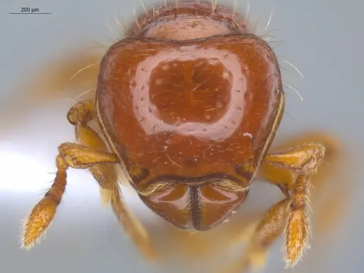 Tatuidris tatusia specimen ECOFOG-GAL18-0104-15 image ecofog-gal18-0104-15_2