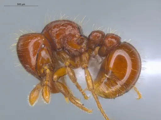 Tatuidris tatusia specimen ECOFOG-GAL18-0104-15 image ecofog-gal18-0104-15_3