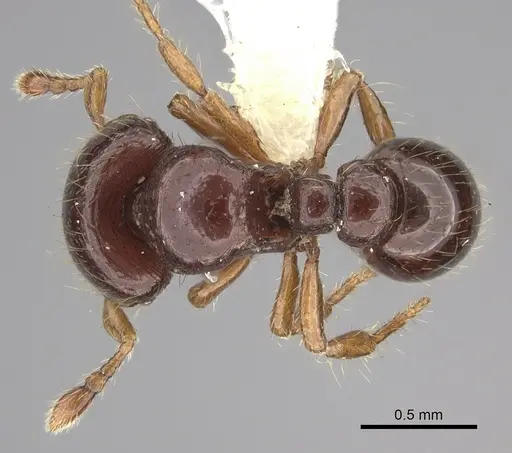 Tatuidris tatusia specimen INBIOCRI002280057 image inbiocri002280057_1