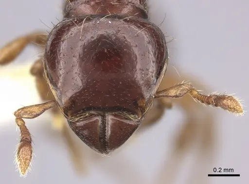 Tatuidris tatusia specimen INBIOCRI002280057 image inbiocri002280057_2
