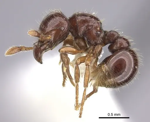 Tatuidris tatusia specimen INBIOCRI002280057 image inbiocri002280057_3