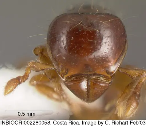 Tatuidris tatusia specimen INBIOCRI002280058 image inbiocri002280058_1