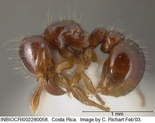 Tatuidris tatusia specimen INBIOCRI002280058 image inbiocri002280058_2
