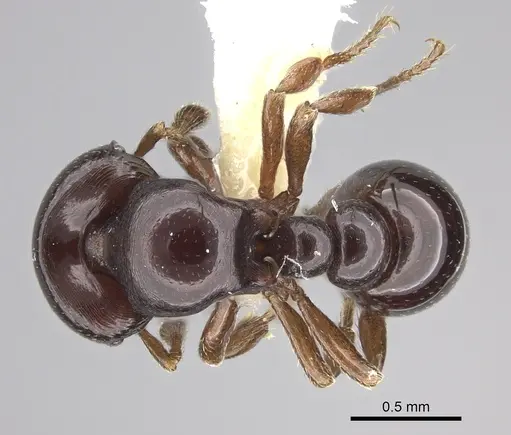 Tatuidris tatusia specimen INBIOCRI002280060 image inbiocri002280060_1