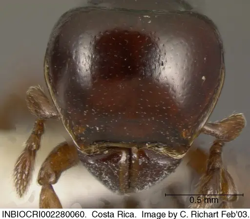 Tatuidris tatusia specimen INBIOCRI002280060 image inbiocri002280060_2