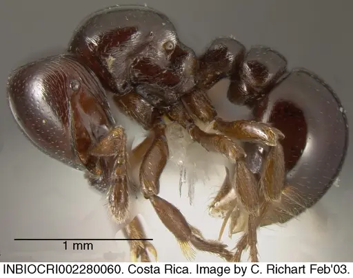 Tatuidris tatusia specimen INBIOCRI002280060 image inbiocri002280060_3