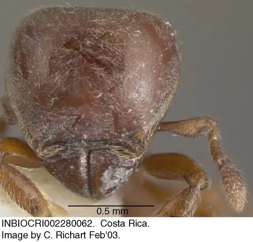 Tatuidris tatusia specimen INBIOCRI002280062 image inbiocri002280062_1