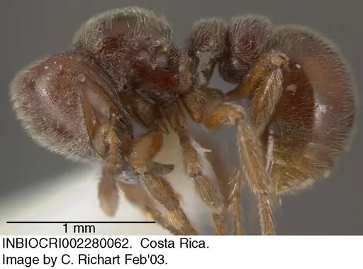 Tatuidris tatusia specimen INBIOCRI002280062 image inbiocri002280062_2