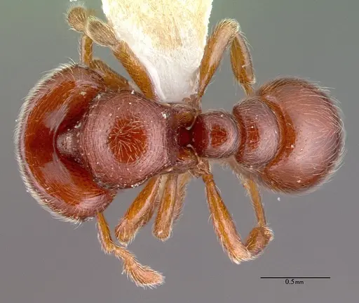 Tatuidris tatusia specimen PSW7891-9 image psw7891-9_1