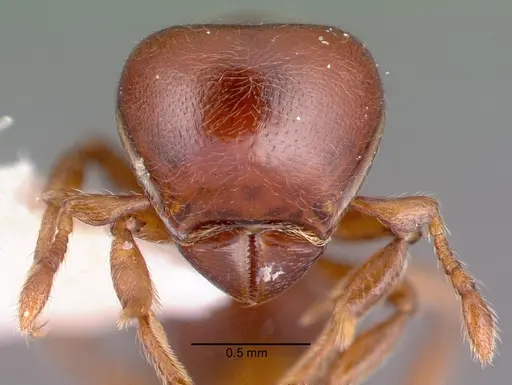 Tatuidris tatusia specimen PSW7891-9 image psw7891-9_2