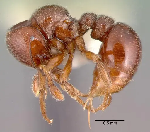 Tatuidris tatusia specimen PSW7891-9 image psw7891-9_3