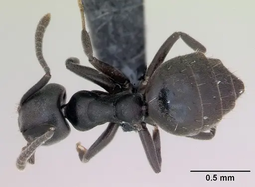 Technomyrmex albipes specimen CASENT0125198 image casent0125198_4