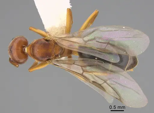 Technomyrmex anterops specimen CASENT0923773 image casent0923773_1