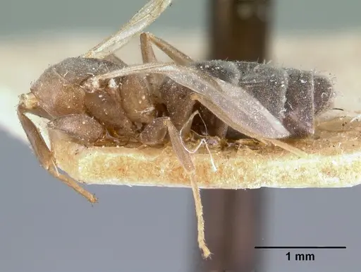 Technomyrmex difficilis specimen CASENT0101671 image casent0101671_2