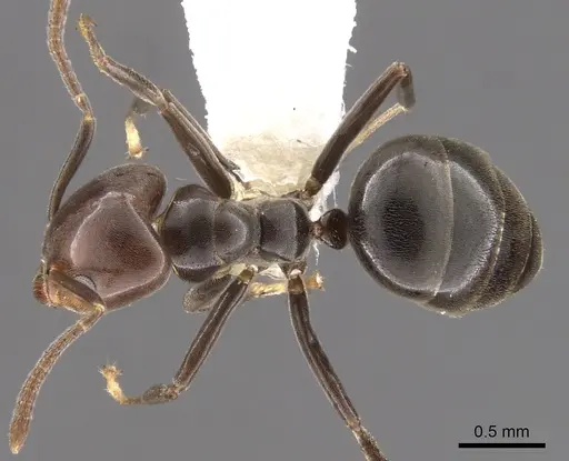Technomyrmex lujae specimen CASENT0900324 image casent0900324_1