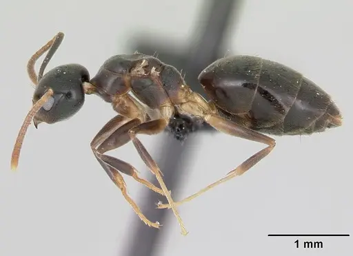 Technomyrmex mayri specimen CASENT0111825 image casent0111825_3