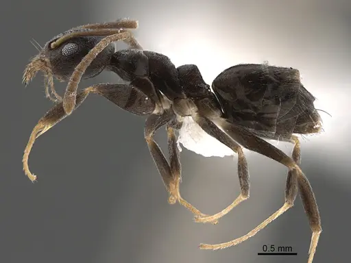 Technomyrmex senex specimen CASENT0746801 image casent0746801_3