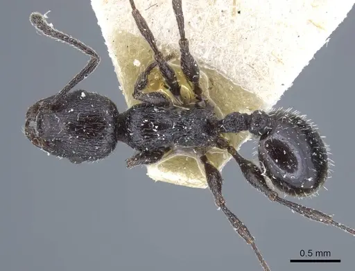 Temnothorax annibalis specimen CASENT0917038 image casent0917038_1