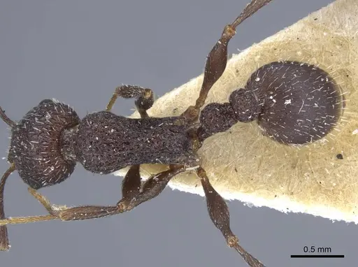 Temnothorax bugnioni specimen CASENT0917036 image casent0917036_1