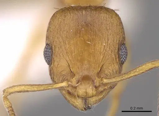 Temnothorax helenae specimen CASENT0914697 image casent0914697_2