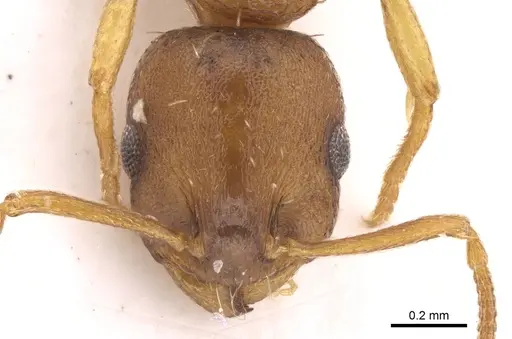 Temnothorax luteus specimen CASENT0906166 image casent0906166_2