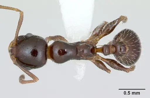 Temnothorax pergandei specimen CASENT0172994 image casent0172994_1