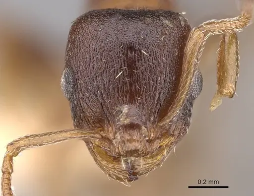 Temnothorax solidinodus specimen CASENT0906153 image casent0906153_2