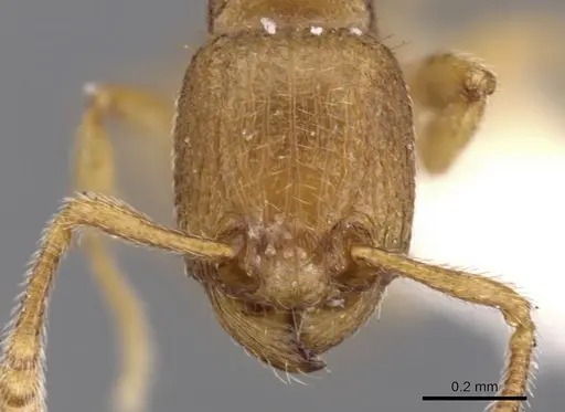 Tetramorium dysderke specimen CASENT0901167 image casent0901167_2