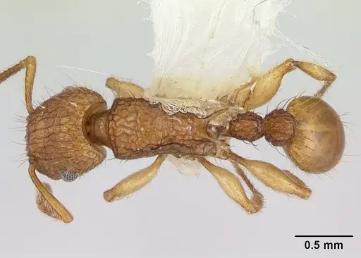 Tetramorium insolens specimen CASENT0173562 image casent0173562_1