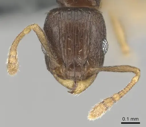 Tetramorium nigrum specimen CASENT0250281 image casent0250281_3