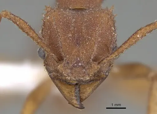 Trachymyrmex pakawa specimen CASENT0919984 image casent0919984_2