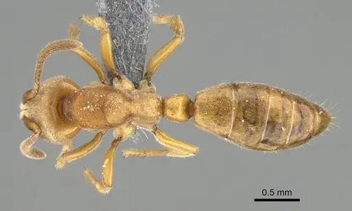 Wadeura holmgrenita specimen CASENT0370850 image casent0370850_1