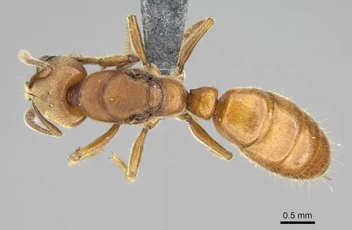 Wadeura holmgrenita specimen CASENT0370923 image casent0370923_1
