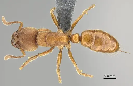 Wadeura holmgrenita specimen CASENT0373370 image casent0373370_1