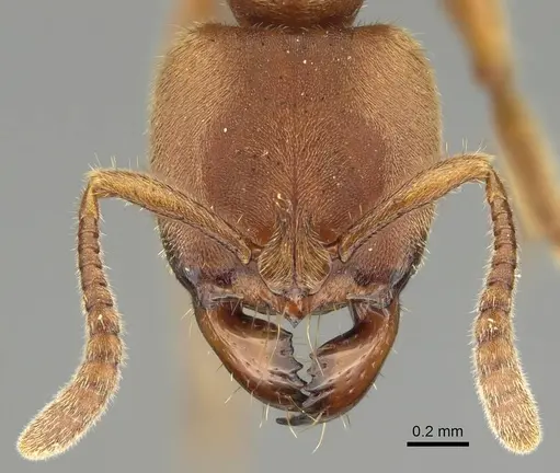 Wadeura holmgrenita specimen CASENT0373370 image casent0373370_2