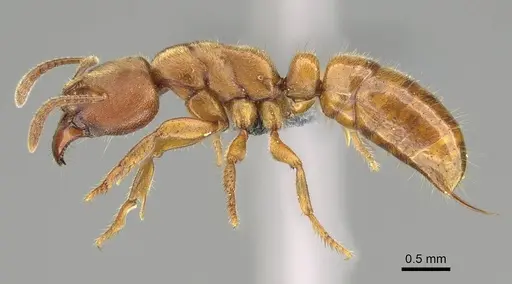 Wadeura holmgrenita specimen CASENT0373370 image casent0373370_3