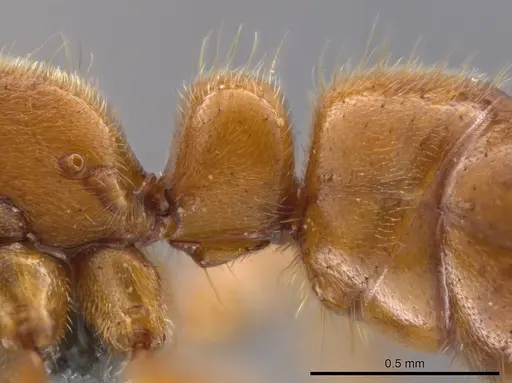 Wadeura holmgrenita specimen CASENT0373370 image casent0373370_4